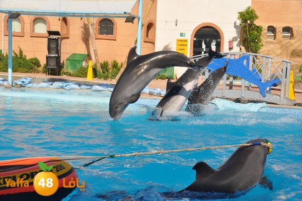 sharm el skhekh 707  (79).JPG